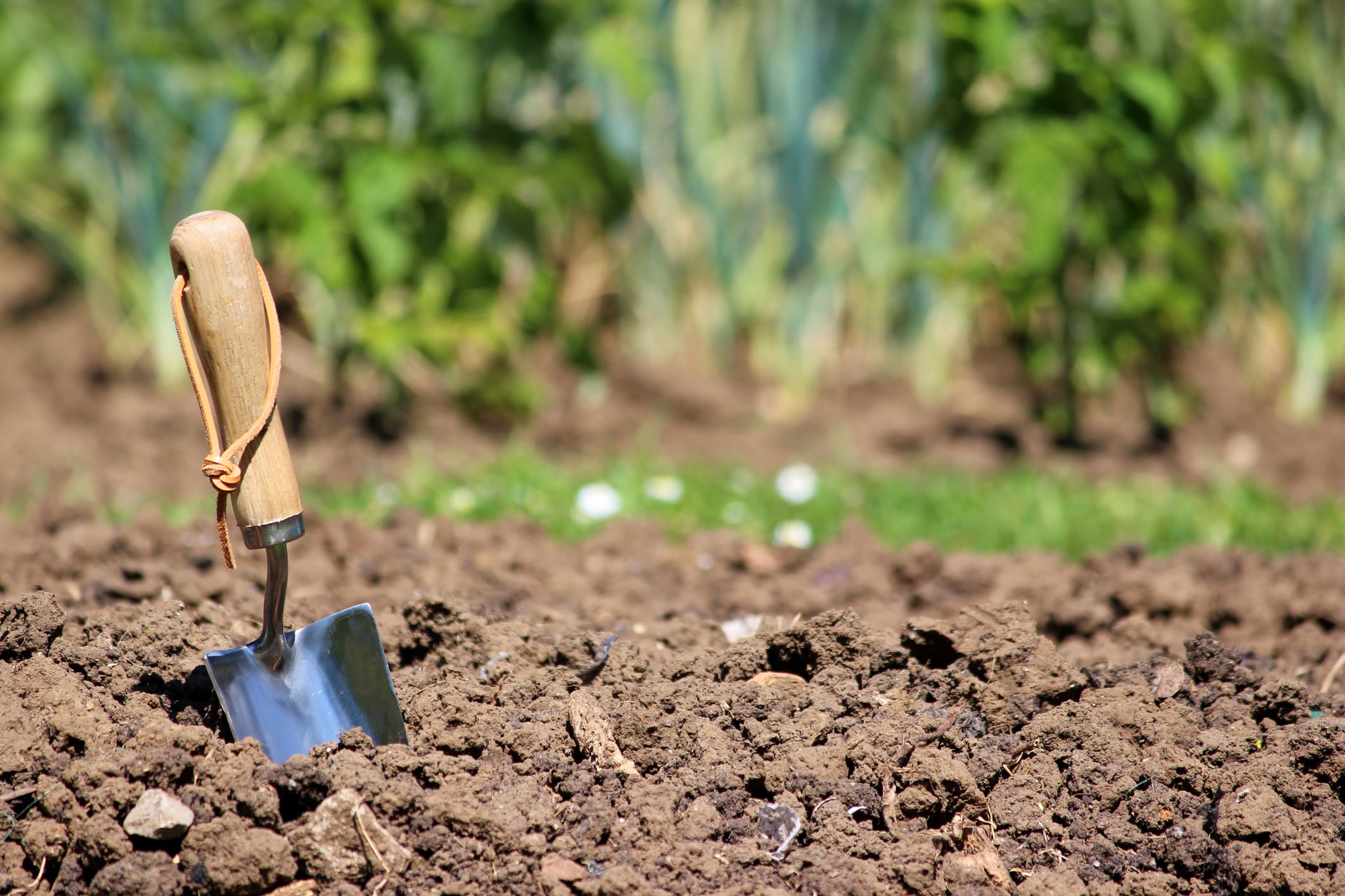 Photo showing a stainless steel hand trowel with a wooden handle, pictured in a vegetable garden allotment plot, ready for an afternoon of planting in this bare patch of soil. A lawn pathway can be seen in the background, along with onions and runner bean plants.